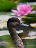 Filename=000236_fotowilga~49.JPG
Filesize=251KB
Dimensions=525x700
Date added=Dec 09, 2019 000236_fotowilga~49.JPG