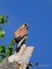 Filename=000241_fotowilga~48.JPG
Filesize=240KB
Dimensions=525x700
Date added=May 08, 2018 000241_fotowilga~48.JPG