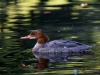 Filename=000241_fotowilga~49.JPG
Filesize=278KB
Dimensions=700x525
Date added=Sep 21, 2018 000241_fotowilga~49.JPG