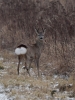 Filename=000248_fotowilga~39.JPG
Filesize=309KB
Dimensions=525x700
Date added=Apr 09, 2018 000248_fotowilga~39.JPG