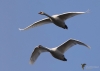 Filename=00024_fotowilga~0.JPG
Filesize=213KB
Dimensions=700x500
Date added=Aug 14, 2021 00024_fotowilga~0.JPG