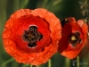 Filename=00024_fotowilga~1.JPG
Filesize=276KB
Dimensions=700x525
Date added=Jun 08, 2019 00024_fotowilga~1.JPG
