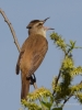 Filename=000254_fotowilga~49.JPG
Filesize=220KB
Dimensions=525x700
Date added=May 07, 2018 000254_fotowilga~49.JPG