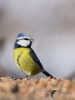 Filename=000254_fotowilga~50.JPG
Filesize=213KB
Dimensions=525x700
Date added=Feb 10, 2019 000254_fotowilga~50.JPG