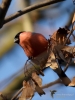 Filename=000256_fotowilga~48.JPG
Filesize=260KB
Dimensions=525x700
Date added=Nov 12, 2018 000256_fotowilga~48.JPG