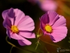 Filename=000267_fotowilga~31.JPG
Filesize=195KB
Dimensions=700x525
Date added=Oct 04, 2018 000267_fotowilga~31.JPG