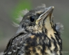 Filename=00026_fotowilga~56.JPG
Filesize=293KB
Dimensions=700x560
Date added=Jan 16, 2019 00026_fotowilga~56.JPG