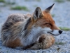 Filename=000276_fotowilga.JPG
Filesize=307KB
Dimensions=700x525
Date added=Aug 17, 2019 000276_fotowilga.JPG