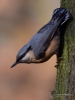 Filename=000285_fotowilga~9.JPG
Filesize=254KB
Dimensions=525x700
Date added=Nov 29, 2018 000285_fotowilga~9.JPG