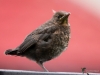 Filename=00029_fotowilga~56.JPG
Filesize=231KB
Dimensions=700x525
Date added=May 25, 2018 00029_fotowilga~56.JPG