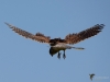 Filename=000302_fotowilga~42.JPG
Filesize=192KB
Dimensions=700x525
Date added=Aug 04, 2018 000302_fotowilga~42.JPG