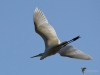 Filename=000302_fotowilga~45.JPG
Filesize=224KB
Dimensions=700x525
Date added=Sep 10, 2019 000302_fotowilga~45.JPG