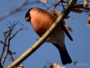 Filename=000326_fotowilga~34.JPG
Filesize=245KB
Dimensions=700x525
Date added=Oct 30, 2019 000326_fotowilga~34.JPG