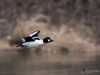Filename=000327_fotowilga~32.JPG
Filesize=218KB
Dimensions=700x525
Date added=Feb 25, 2019 000327_fotowilga~32.JPG