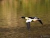 Filename=000328_fotowilga~33.JPG
Filesize=258KB
Dimensions=700x525
Date added=Dec 08, 2018 000328_fotowilga~33.JPG