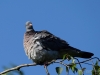 Filename=000335_fotowilga.JPG
Filesize=241KB
Dimensions=700x525
Date added=Jun 20, 2019 000335_fotowilga.JPG