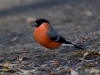 Filename=000338_fotowilga~33.JPG
Filesize=272KB
Dimensions=700x525
Date added=Jun 26, 2018 000338_fotowilga~33.JPG