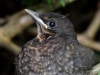Filename=00033_fotowilga~63.JPG
Filesize=281KB
Dimensions=700x525
Date added=Oct 25, 2018 00033_fotowilga~63.JPG