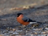 Filename=000340_fotowilga~34.JPG
Filesize=271KB
Dimensions=700x525
Date added=Nov 12, 2018 000340_fotowilga~34.JPG