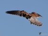 Filename=000345_fotowilga~29.JPG
Filesize=213KB
Dimensions=700x525
Date added=Aug 04, 2018 000345_fotowilga~29.JPG
