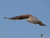 Filename=000347_fotowilga~37.JPG
Filesize=196KB
Dimensions=700x525
Date added=Aug 04, 2018 000347_fotowilga~37.JPG