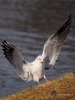 Filename=000349_fotowilga~28.JPG
Filesize=228KB
Dimensions=525x700
Date added=Feb 28, 2018 000349_fotowilga~28.JPG