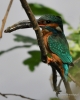 Filename=000354_fotowilga~27.JPG
Filesize=254KB
Dimensions=560x700
Date added=Nov 27, 2018 000354_fotowilga~27.JPG