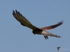 Filename=000359_fotowilga~21.JPG
Filesize=206KB
Dimensions=700x525
Date added=Aug 05, 2018 000359_fotowilga~21.JPG
