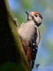 Filename=00035_fotowilga~33.JPG
Filesize=230KB
Dimensions=525x700
Date added=Jun 26, 2017 00035_fotowilga~33.JPG