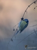 Filename=000362_fotowilga.JPG
Filesize=231KB
Dimensions=525x700
Date added=May 28, 2019 000362_fotowilga.JPG