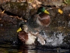 Filename=000362_fotowilga~21.JPG
Filesize=381KB
Dimensions=700x525
Date added=Oct 23, 2018 000362_fotowilga~21.JPG