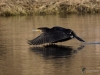 Filename=000364_fotowilga~14.JPG
Filesize=270KB
Dimensions=700x525
Date added=Jan 06, 2019 000364_fotowilga~14.JPG