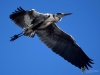 Filename=00037_fotowilga~56.JPG
Filesize=194KB
Dimensions=700x525
Date added=Feb 19, 2018 00037_fotowilga~56.JPG