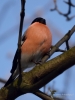 Filename=000388_fotowilga~6.JPG
Filesize=229KB
Dimensions=525x700
Date added=Nov 01, 2019 000388_fotowilga~6.JPG