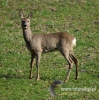 Filename=0003_fotowilga~34.JPG
Filesize=126KB
Dimensions=476x480
Date added=Apr 07, 2017 0003_fotowilga~34.JPG