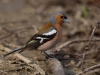 Filename=0003_fotowilga~50.JPG
Filesize=241KB
Dimensions=700x525
Date added=Jul 23, 2018 0003_fotowilga~50.JPG