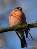 Filename=000400_fotowilga~28.JPG
Filesize=229KB
Dimensions=525x700
Date added=Oct 19, 2018 000400_fotowilga~28.JPG