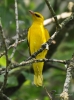 Filename=000405_fotowilga~26.JPG
Filesize=283KB
Dimensions=520x700
Date added=Mar 29, 2018 000405_fotowilga~26.JPG