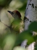 Filename=00040_fotowilga~44.JPG
Filesize=239KB
Dimensions=525x700
Date added=Jun 02, 2017 00040_fotowilga~44.JPG