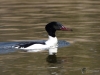 Filename=00041_fotowilga~36.JPG
Filesize=233KB
Dimensions=700x525
Date added=Apr 04, 2018 00041_fotowilga~36.JPG