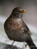 Filename=000420_fotowilga~24.JPG
Filesize=222KB
Dimensions=525x700
Date added=May 25, 2018 000420_fotowilga~24.JPG