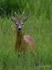 Filename=000425_fotowilga~21.JPG
Filesize=299KB
Dimensions=525x700
Date added=Jul 06, 2017 000425_fotowilga~21.JPG
