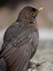 Filename=000429_fotowilga~23.JPG
Filesize=240KB
Dimensions=525x700
Date added=May 25, 2018 000429_fotowilga~23.JPG