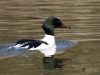 Filename=00042_fotowilga~48.JPG
Filesize=245KB
Dimensions=700x525
Date added=Apr 04, 2018 00042_fotowilga~48.JPG