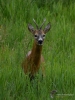 Filename=000431_fotowilga~16.JPG
Filesize=294KB
Dimensions=525x700
Date added=Jul 09, 2017 000431_fotowilga~16.JPG