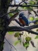 Filename=000437_fotowilga~23.JPG
Filesize=267KB
Dimensions=525x700
Date added=Oct 22, 2018 000437_fotowilga~23.JPG
