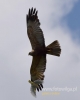 Filename=000448_fotowilga~16.JPG
Filesize=37KB
Dimensions=384x480
Date added=Jun 17, 2016 000448_fotowilga~16.JPG