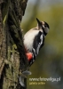 Filename=000455_fotowilga~4.JPG
Filesize=74KB
Dimensions=343x480
Date added=Apr 14, 2015 000455_fotowilga~4.JPG