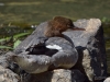 Filename=000481_fotowilga.JPG
Filesize=307KB
Dimensions=700x525
Date added=Nov 27, 2019 000481_fotowilga.JPG