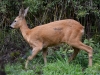 Filename=000484_fotowilga~16.JPG
Filesize=422KB
Dimensions=700x525
Date added=Oct 04, 2019 000484_fotowilga~16.JPG